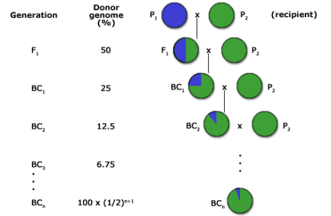 Generation, Donor genome %, and recipient information visualized with pie charts. 50% donor genome is shown as a 50% blue pie chart in F1. Generation BC1 has 25% donor genome, BC2 has 12.5%, and so on.