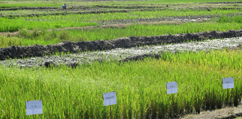Photo of a plot of land with plants in rows with simple paper labels at the front of each.