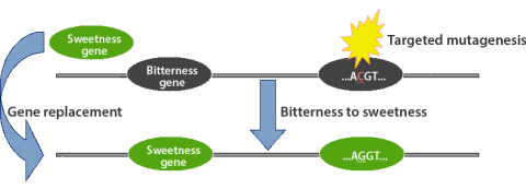 Simple graphical representation of gene replacement, taking a bitterness gene (ACGT) and replacing it with a "sweetness" gene (AGGT).