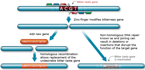 Visualization of two methods of dealing with target genes. Bitter gene is located, zinc finger modifies gene. New sweetness gene is added or non-homologous gene replaces and inactivates butter gene.