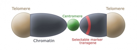 Simple visual of a chromosome, with centromere, chromatin, and telomere labeled.
