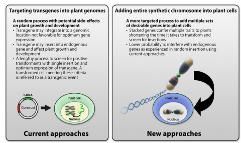 Current vs new approaches. Current approach is targeting transgenes into plant genomes:A random process with potential side-effects on plant growth and development. New approach is adding entire synthetic chromosomes into plant cells.