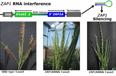 RNA interference shown in comparison to three plants, described in detail in caption.