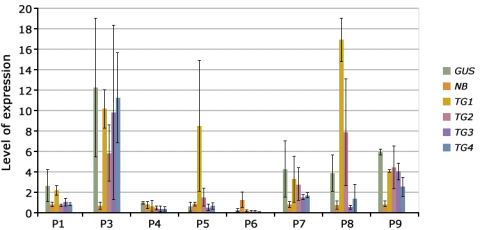 Bar chart of level of expression in various genes via transgenic events. Multiple genes are expressed in P3.