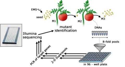 Visualization of DNA collection from tomato plants, placement in well plate, PCR target genes, and Illumina sequencing.