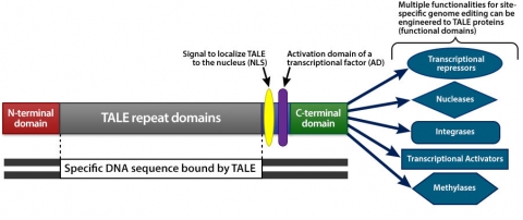 Visualization of DNA domains. Long description in caption.