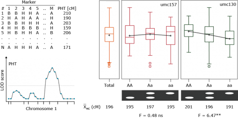Illustration of QTL mapping in a figure including a table of marker distance, LOD score, and QTL detection