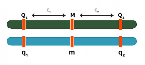 Image illustrating marker, Mm in-between QTL, Q1q1 and Q2q2