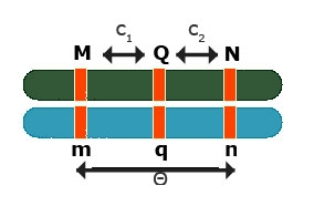 Image showing flanking markers Mm and Nn around a QTL (Qq)