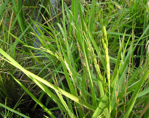 photo of rice plant with grains