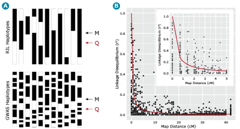 Three visualizations total, 2 haplotype visualizations under A, and one linkage disequilibrium line graph under B. Described in caption.
