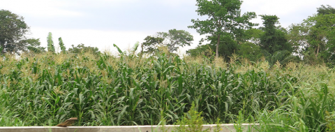 photo of maize