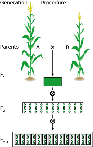 visualization of a cross between two corn parents to produce F1 plants. The F1 plants are selfed to F2. The F2 plants are selfed to F2:3 generation
