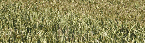 photo of barley