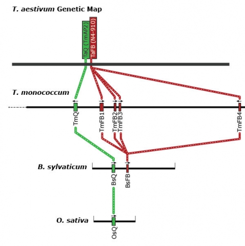 Genetic map of T. aestivum. Described in the caption.