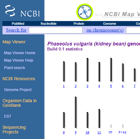 Screenshot of the NCBI map viewer for kidney beans.