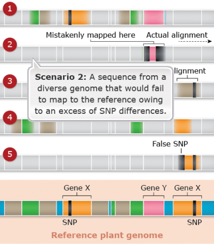 A sequence with text that reads "Sequence 2: A sequence from a diverse genome that would ail to map to the reference owing to an excess of SNP differences."