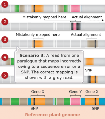 A labeled sequence that reads: "Scenario 3: A read from one paralogue that maps incorrectly owing to a sequence error or a SNP. The correct mapping is shown with a grey read."