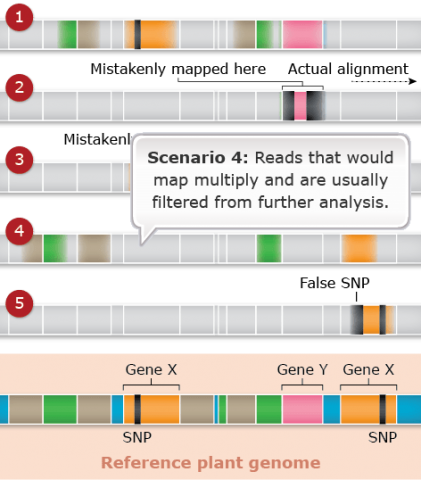 A short sequence with a few bands matching the reference genome. Text reads "Scenario 4: Read that would map multiply and are usually filtered from further analysis."