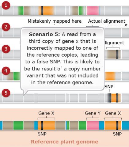 A reference plant genome with a textbox reading "Scenario 5: A read from a third copy of gene x that is incorrectly mapped to one of the reference copies, leading to a false SNP. This is likely to be the result of a copy number variant that was not included in the reference genome."