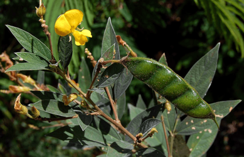A pigeonpea plant, the pod and the yellow flower.