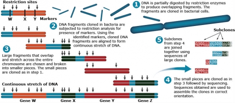 Graphical sequence of mapping DNA. 1. DNA is partially digested by restriction enzymes to produce overlapping fragments; 1. fragments are cloned in bacteria and subjected to restriction analyis. 3. Large fragments that overlap are chosen, broken down, and cloned. 4. The cloned fragments are sequenced. 5. Subclones from 4 are joined together using sequences of larger clones.