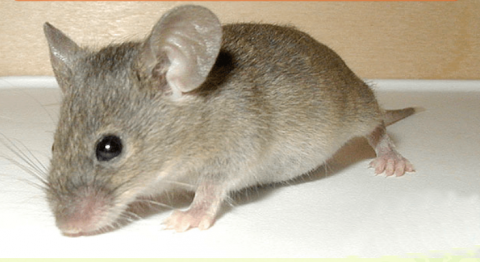 photo of a mouse