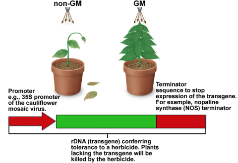 Two plants with a timeline for GM sequence tolerance.