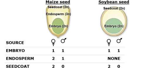table of maize seed and soybean seed