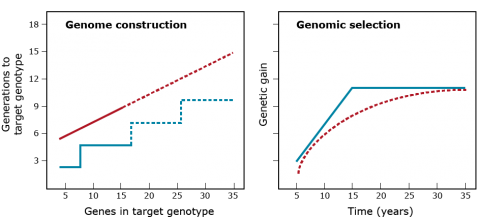 Two lines graphs for genome construction and selection. Genome construction sees genetic gain over generations in a step-pattern, whereas selection sees genetic gain in a curve over time.