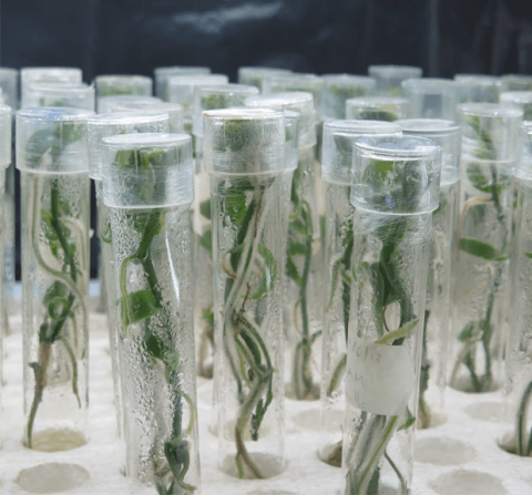 Plants in test tubes.