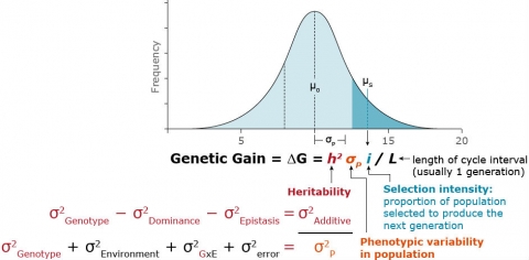 Simple distribution graph with equation for genetic gain. Described in caption.