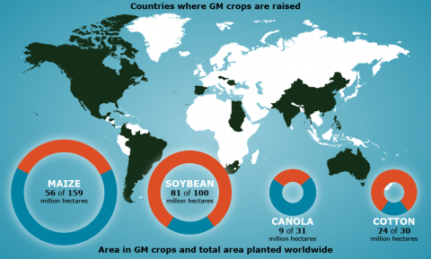 World map to show adoption rates of genetically modified crops in various regions