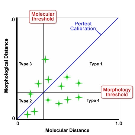 Chart showing the relationship between morphological and molecular features