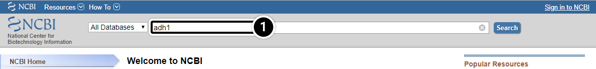Screenshot of NCBI search bar, with "adh1" being searched.