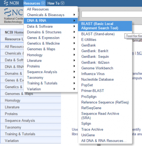 Screenshot of NCBI database, with Resources dropdown expanded to DNA and RNA and then BLAST.