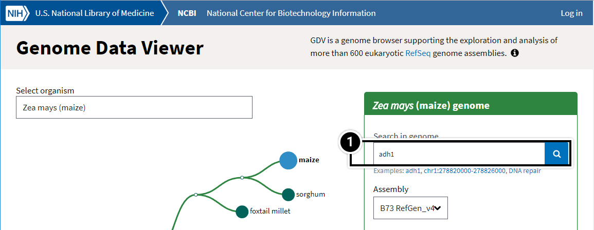 Screenshot of Genome data viewer page with "Search in genome" box highlighted and adh1 entered.