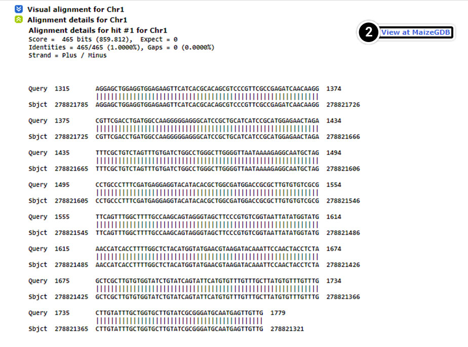 Screenshot of a long double-stranded DNA sequence