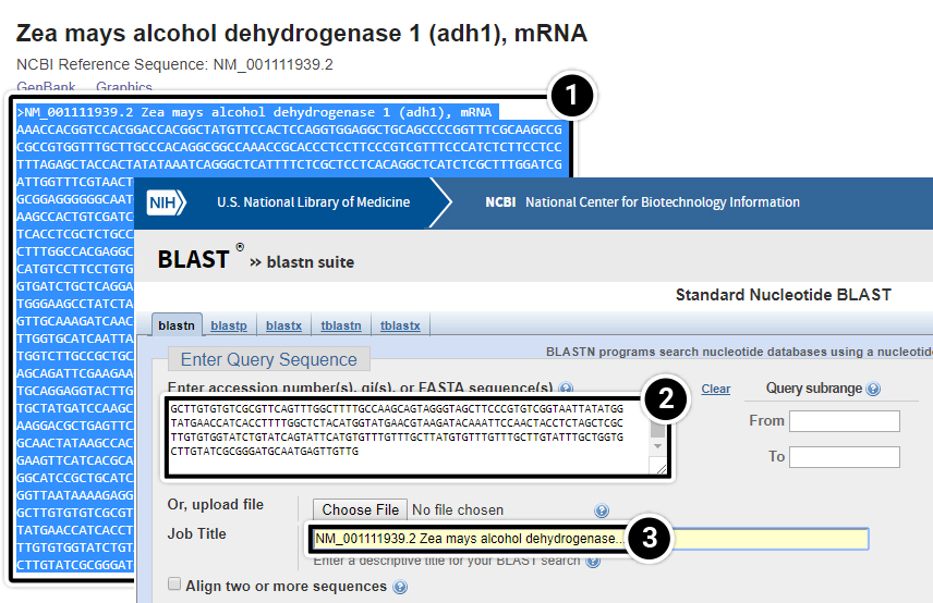 Screenshot of gene sequence pasted into blastn search interface.