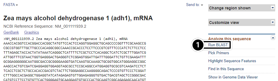 Screenshot of gene reference sequence page with the link "run BLAST" highlighted in the righthand side of the page.