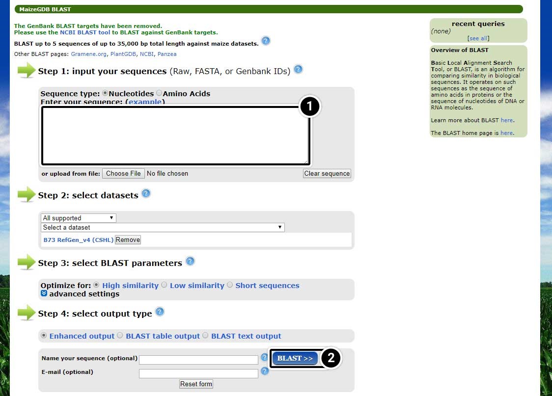 Screenshot of the MaizeGDB Genome Browser BLAST search page. Steps to input sequences, select datasets, select BLAST parameters, and selected output type are highlighted.