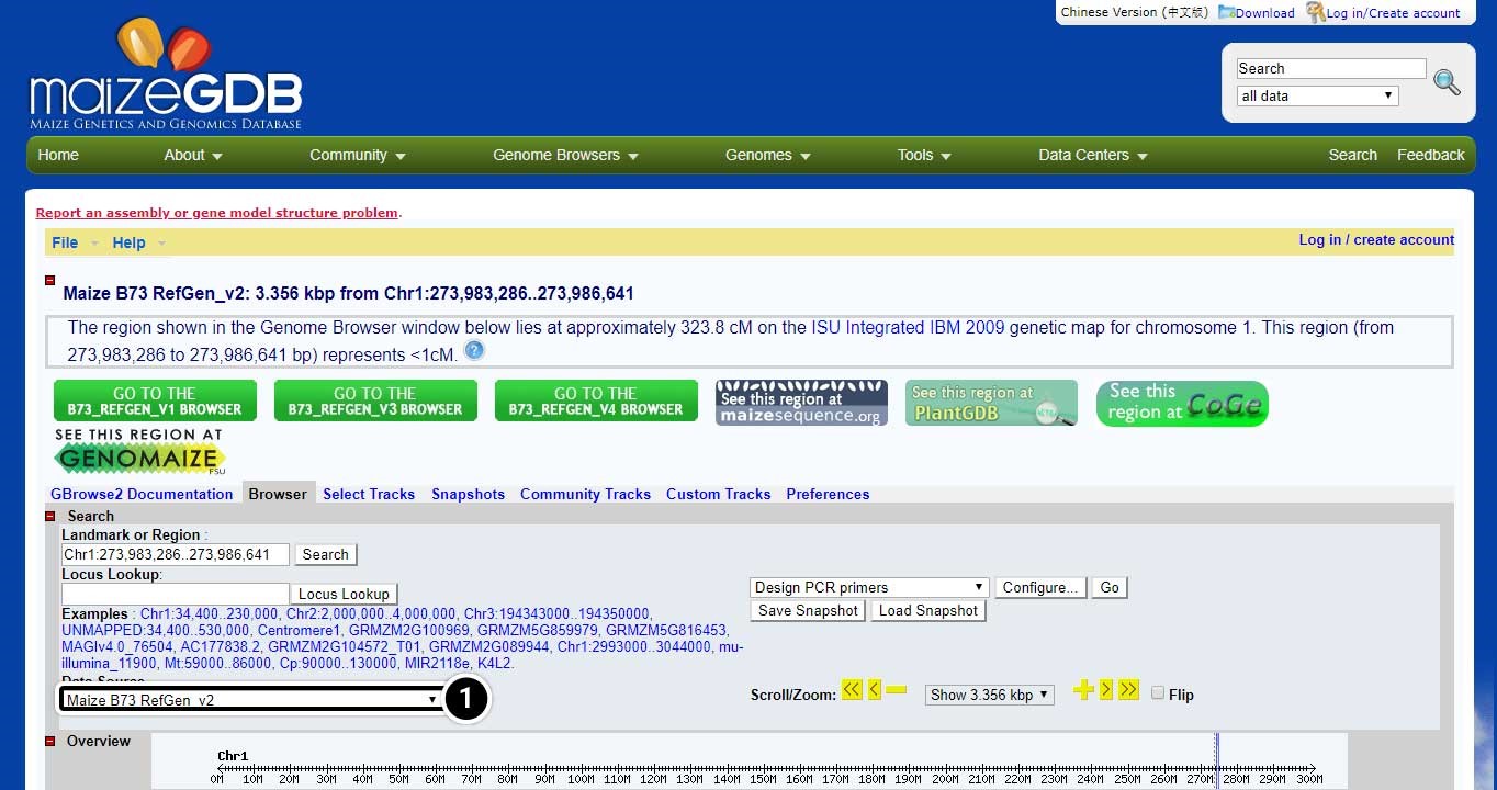 Screenshot of MaizeGDB Genome Browser. Maize B73 RefGen_v2 is highlighted.