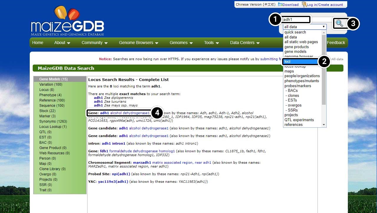 Screenshot of the maize gdb data search with the search box and a gene (adh1) highlighted in the search results.