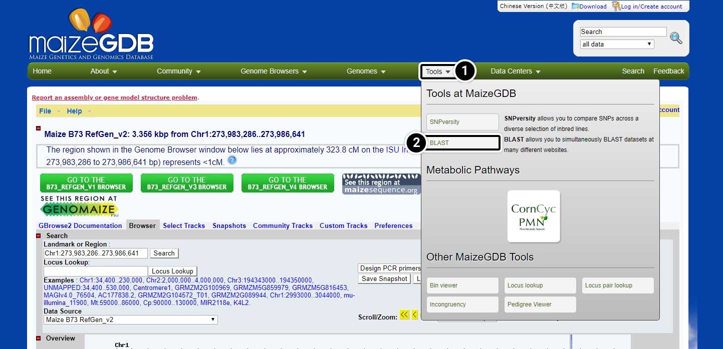 Screenshot of the MaizeGDB Genome Browser. Tools and BLAST are highlighted