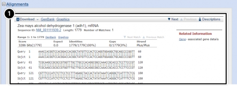 Screenshot of BLAST results page with alignments expanded, showing pairs of A, C, T, and G