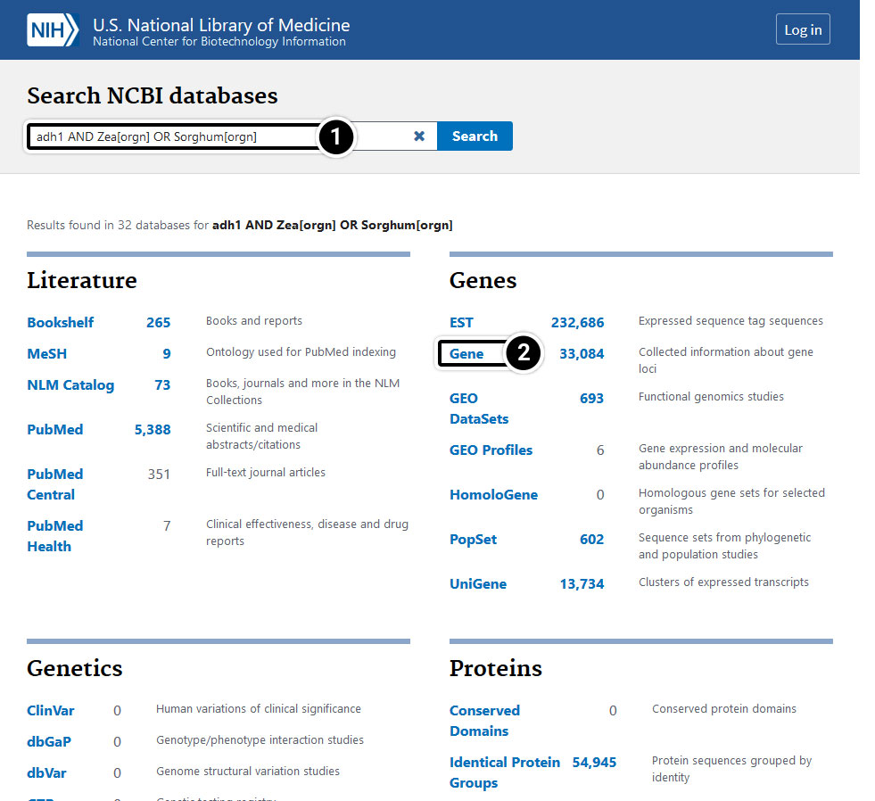 A new search example, of adh1 And Zea with orgn in brackets followed by Or Sorghum with orgn in brackets. There are over 33,000 results for genes.