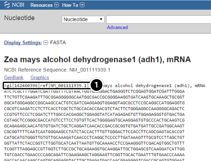 Screenshot of nucleotide description on NCBI, with genbank identification number followed by gene sequence in plain text.