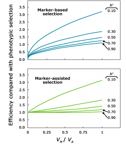 Two line charts, the top showing marker-based selection and the bottom showing marker-assisted selection. Marker-based selection starts from 0 and rises to the same results as marker-assisted selection, which starts at 1.0.