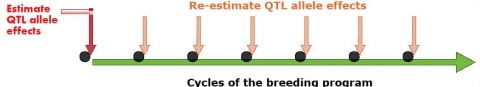 An arrow showing cycles of the breeding program over time, with markers just after each program for re-estimating QTL allele effects.
