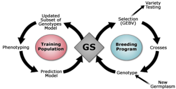 Chapter 7: Marker Assisted Selection And Genomic Selection – Molecular ...